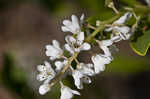 Buckwheat tree <BR>Black titi